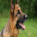 image of animal