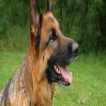 image of german_sheperd #13