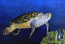 image of hawksbill