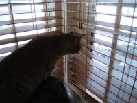image of window_shade