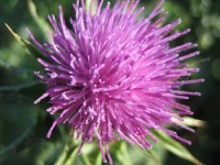 image of cardoon