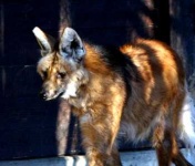 image of red_wolf