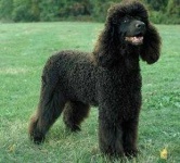 image of irish_water_spaniel