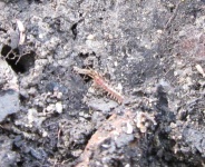 image of animal