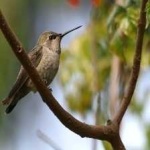 image of bird