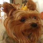 image of animal