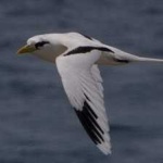image of bird