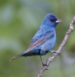 image of indigo_bunting