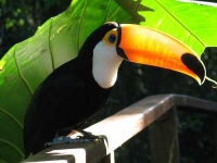 image of toucan