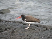 image of oystercatcher