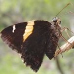 image of banded_butterfly #190