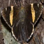 image of animal