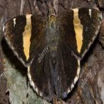 image of banded_butterfly #168