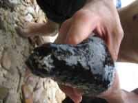 image of sea_cucumber