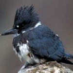 image of bird