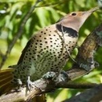 image of bird