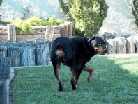 image of rottweiler