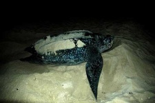 image of leatherback_turtle