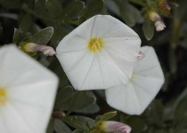 image of flower
