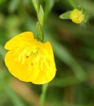image of flower