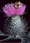 image of spear_thistle #5