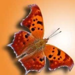 image of animal