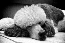 image of standard_poodle