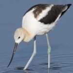 image of bird