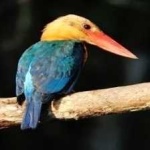 image of bird
