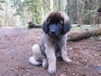 image of animal