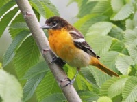 image of oriole