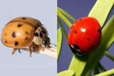 image of ladybugs #48