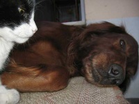 image of irish_setter