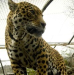 image of jaguar_car