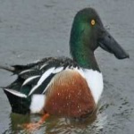 image of bird