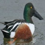 image of northern_shoveler #14