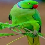 image of bird