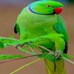 image of alexandrine_parakeet #14