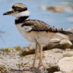 image of bird