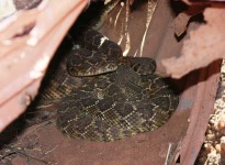 image of diamondback