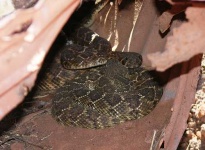 image of diamondback #26