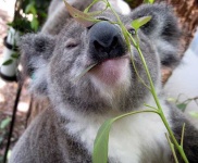 image of koala #15