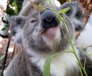 image of koala