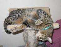 image of tabby