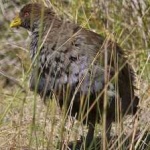 image of bird