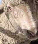 image of animal