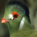 image of white_cheeked_turaco