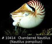 image of chambered_nautilus