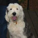 image of old_english_sheepdog #20