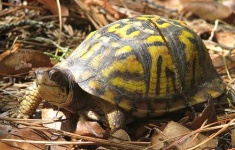image of box_turtle